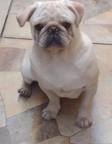 Pug padriador jovem branco
