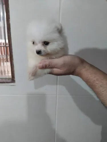 Lulu da Pomerania machinho 