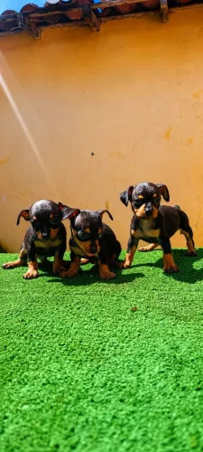 Pinscher ZERO - Macho
