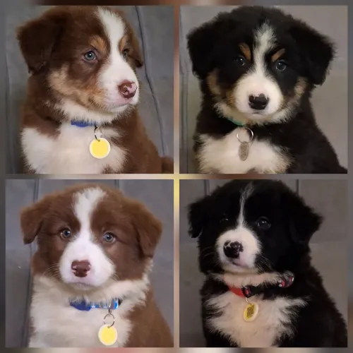 Border collie c/ pedigree cbkc prontos para entrega 
