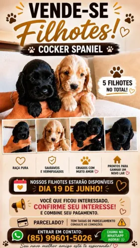 Cachorros 