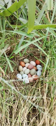 Ovos caipira de quintal
