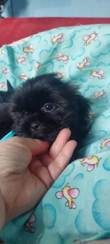 Shitzu Black machinho 