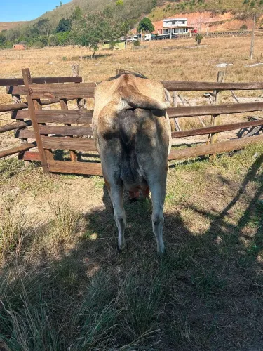 Vendo novilha recém parida!