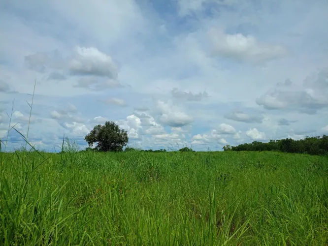 Vendo 82 hectares