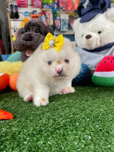 Spitz alemão fêmea uma menina