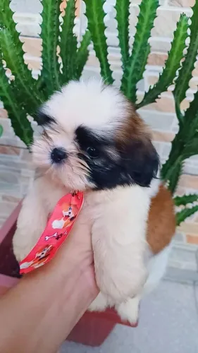 Shih tzu macho