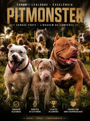 Pitmonster lilac com 3 meses.
