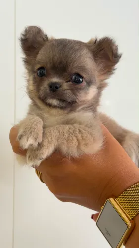 Chihuahua pelo longo fêmea linhagem importada