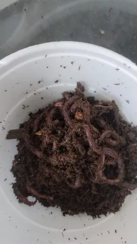Minhoca