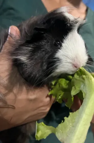 Porquinho-da-Índia Peruano
