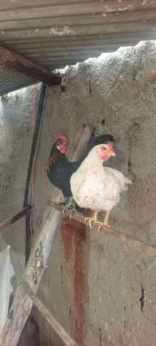 GALINHAS