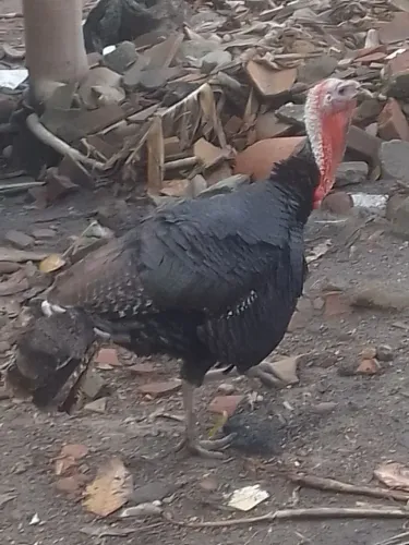 Peru macho vendo ou troco
