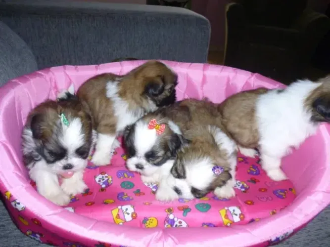 Vendo filhotes de Shih tzu (shitzu)