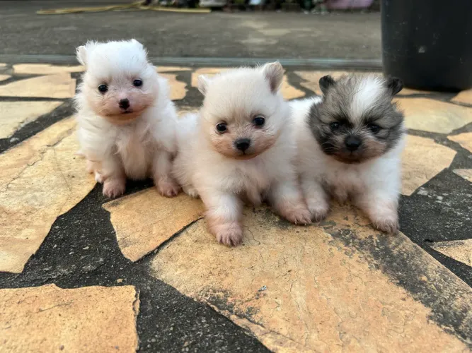 Filhote de Spitz Alemão (Lulu da Pomerania)