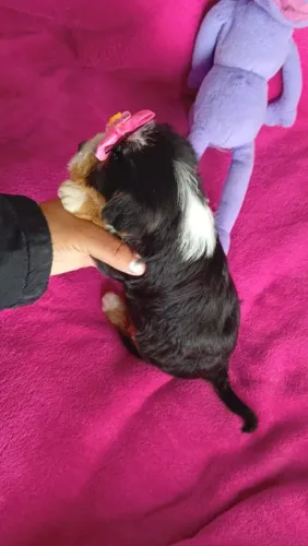 FEMINHA MINIATURINHA .LINDA COR YORKSHIRE X. LHASA