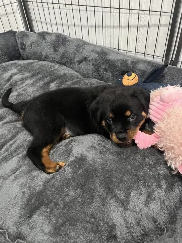 Rottweiler Um cãozinho que pode surpreender desde o primeiro encontro