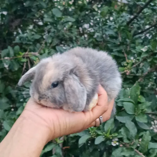 Mine lop uruguaio