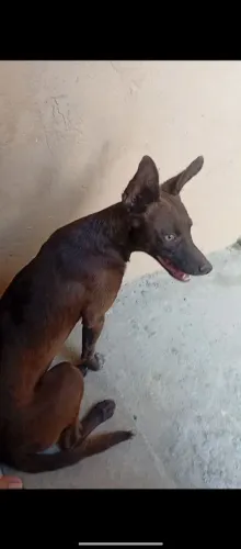 Doa-se cachorro