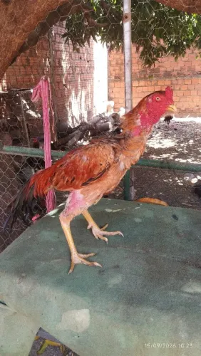 Frango indianos
