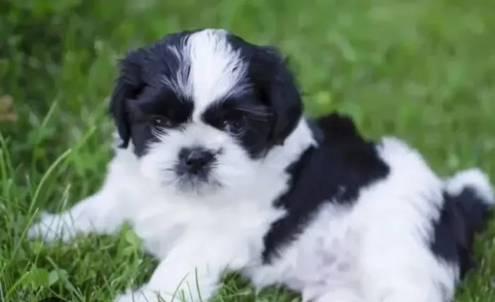 Vendo uma filhote de shitizu