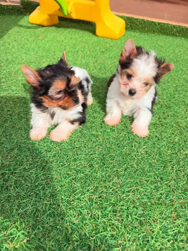 Biwer terrier machos