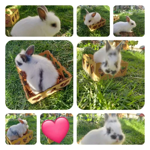 Animais de estimação 