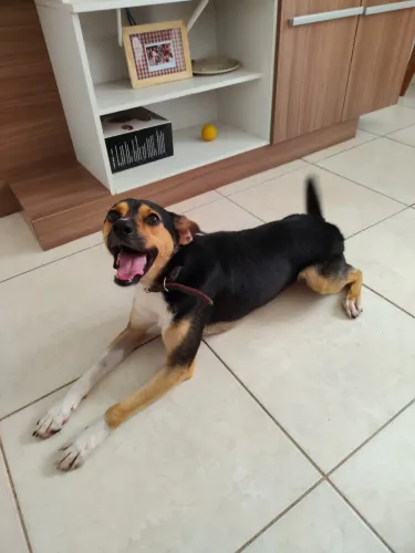 Cachorro dócil procurando um lar 