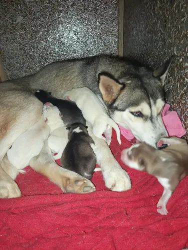 Husky siberiano filhotes