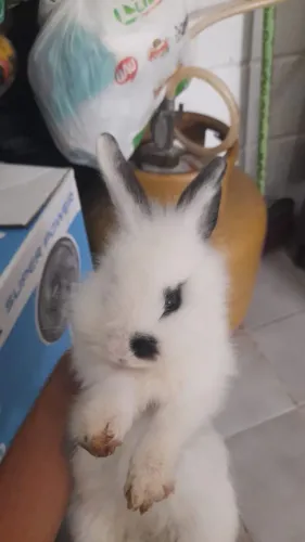 Vendo coelhinha