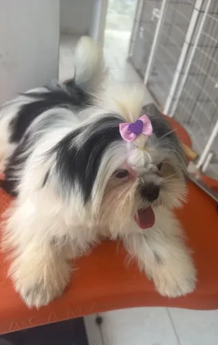 Shitzu