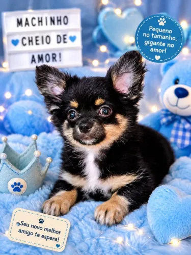 Chihuahua PELO LONGO macho BLACKTAN
