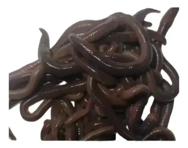 MINHOCAS AFRICANAS GIGANTES P /PESCA E COMPOSTagem