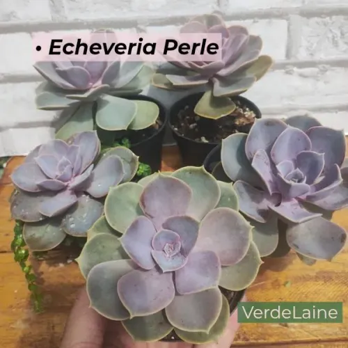 Suculentas na VerdeLaine em Uberlândia 