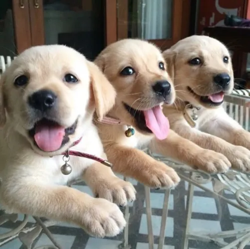 Labrador filhotes maravilhos todo lar merece um cachorro