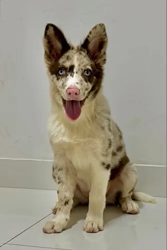 Border collie Femea troco
