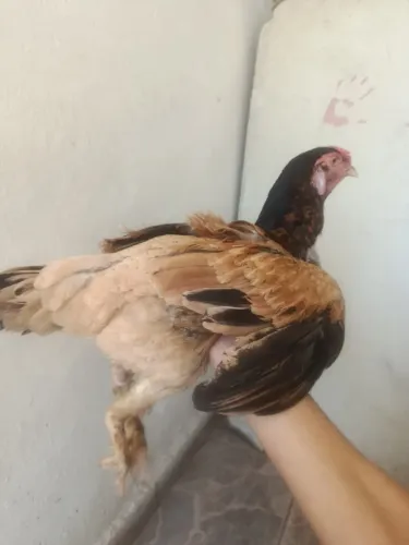Galinha Índia com espora
