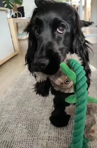 Cocker filhotes magníficos