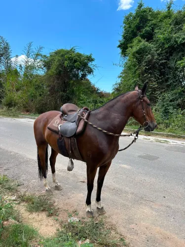 Mangalarga Marchador - Registrada - Quixote Ilíaca - DNA VP