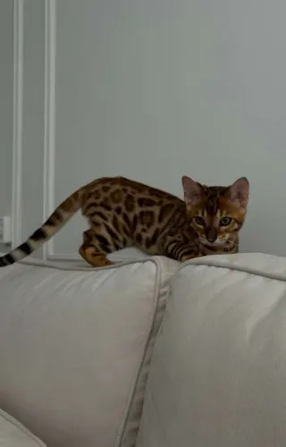 Bengal