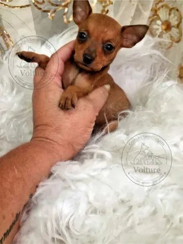 Pinscher menor tamanho vacina em dia