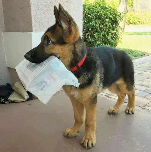 Pastor alemão O filhote que vai ganhar um lugar especial na sua família