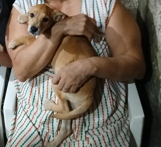 Adoção com URGÊNCIA cachorro misturado Pinscher com Poodle (porte pequeno/médio) tem 1 ano