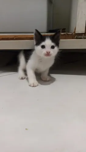 Adota-se um amigo!