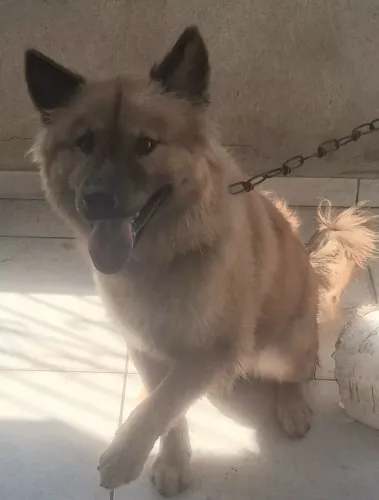 Doação de cachorro 