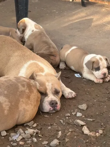 Filhote América Bully 3meses