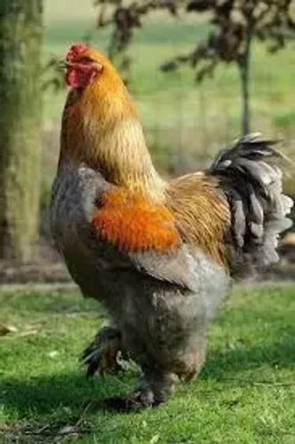 Brahma 