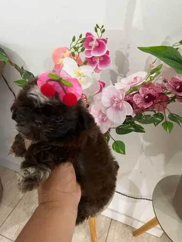 SHIH TZU FÊMEA CHOCOLATE SÓLIDO