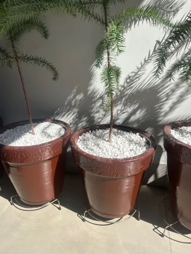 Vaso de araucária