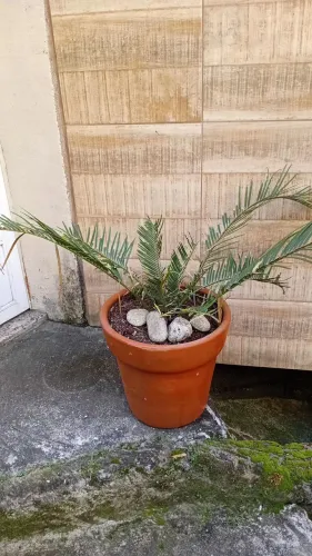 Planta